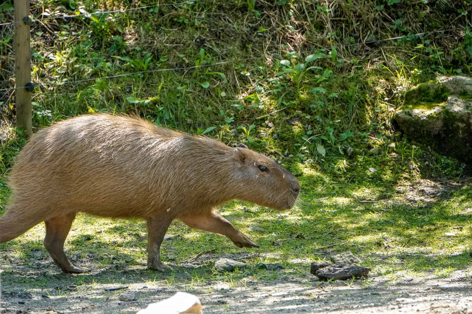 Ausflug Hund Tierwelt Herberstein