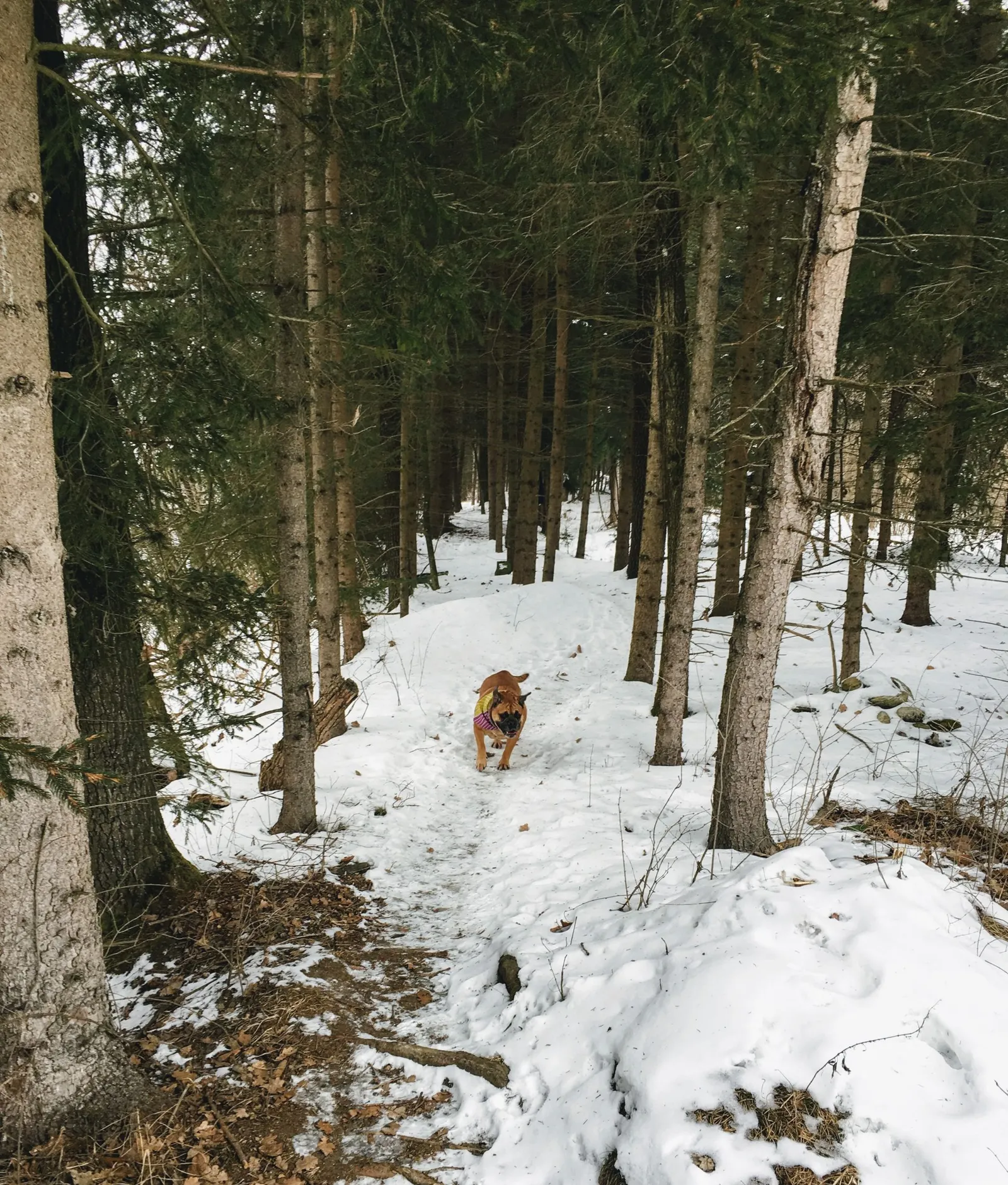 Hundeurlaub Steiermark