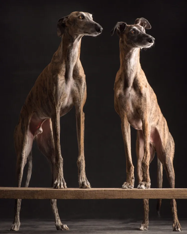 spanischer Windhund