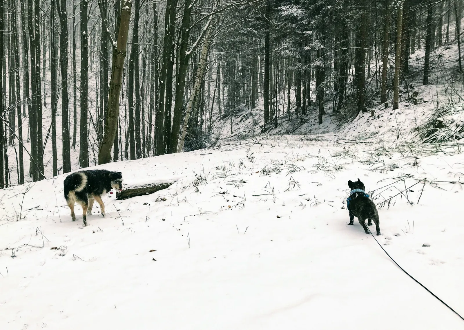Hundewanderung