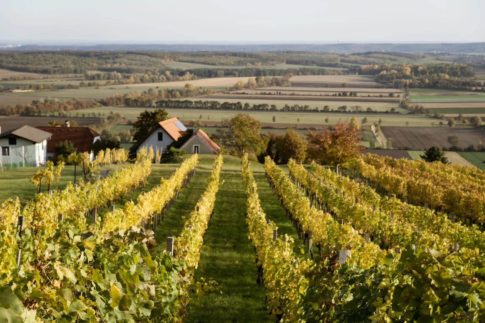 Weingebirge Rechnitz Spaziergang Weinreben