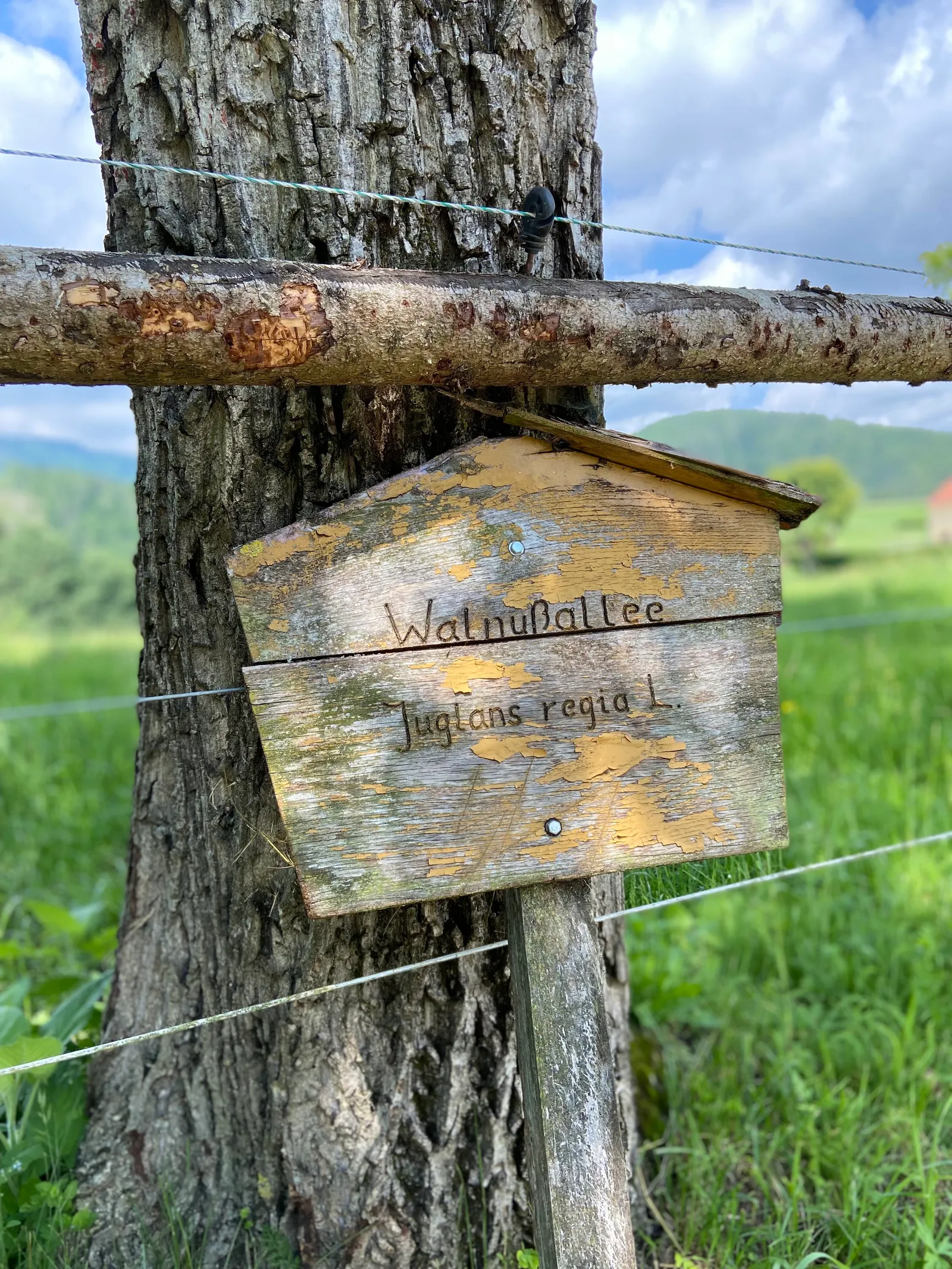 Plutorunde Walnussallee