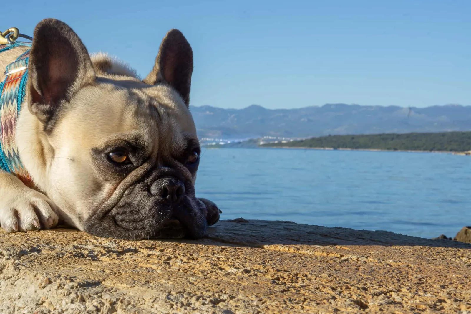 Urlaub Hund Krk Kroatien