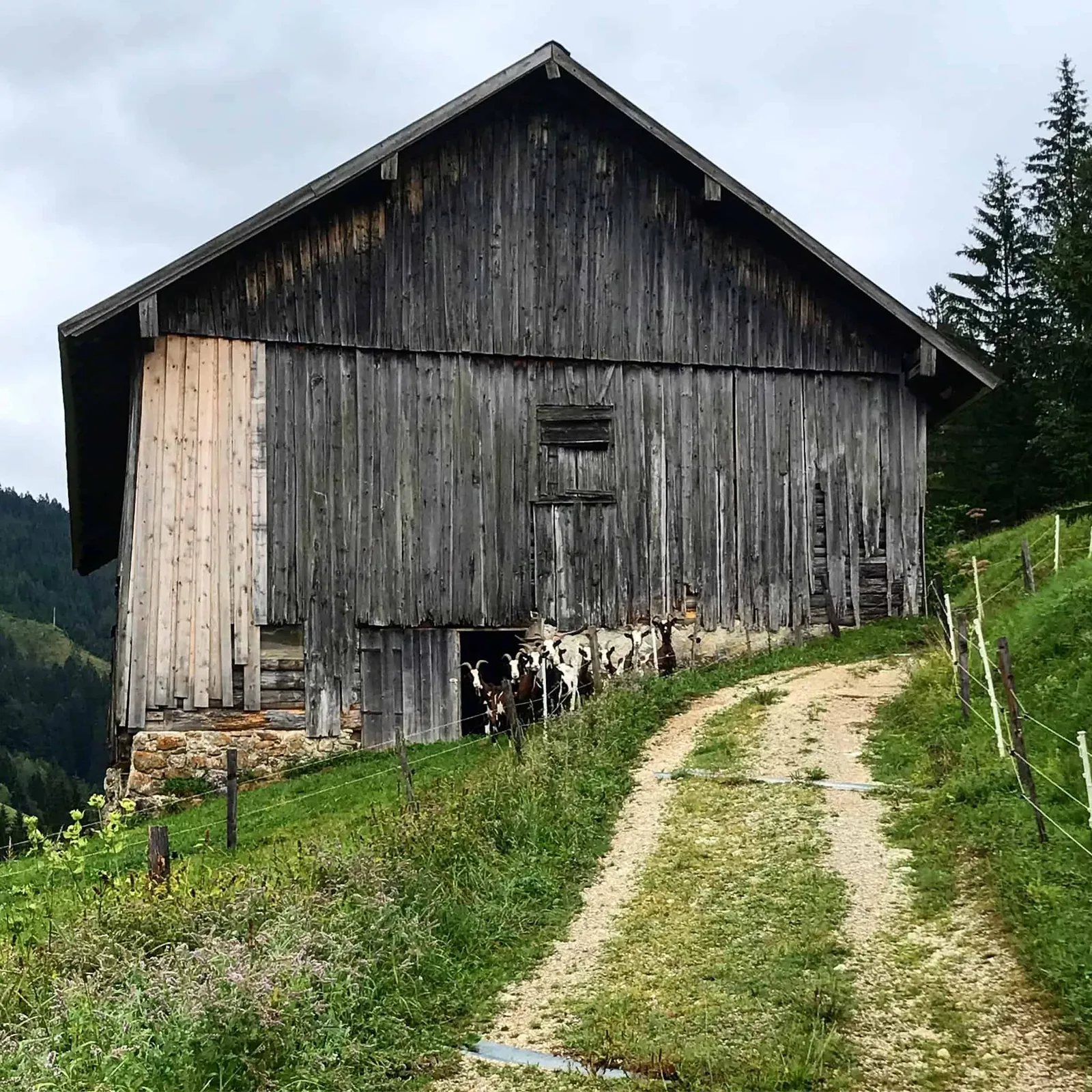 Urlaub mit Hund - Rußbach, Gosau, Traunsee - Salzburg & Oberösterreich