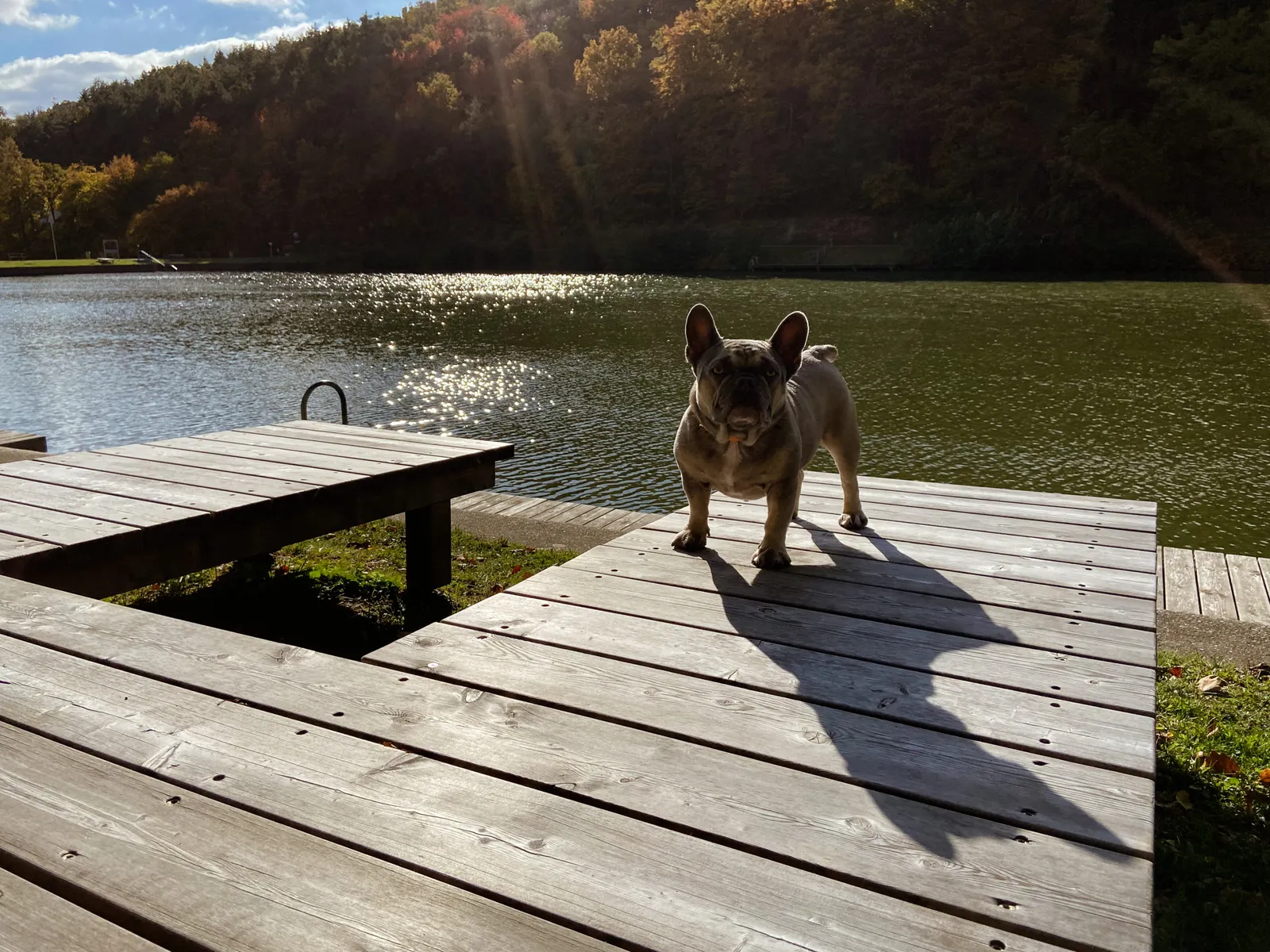 Archie am Steg beim Badesee Rechnitz im Burgenland