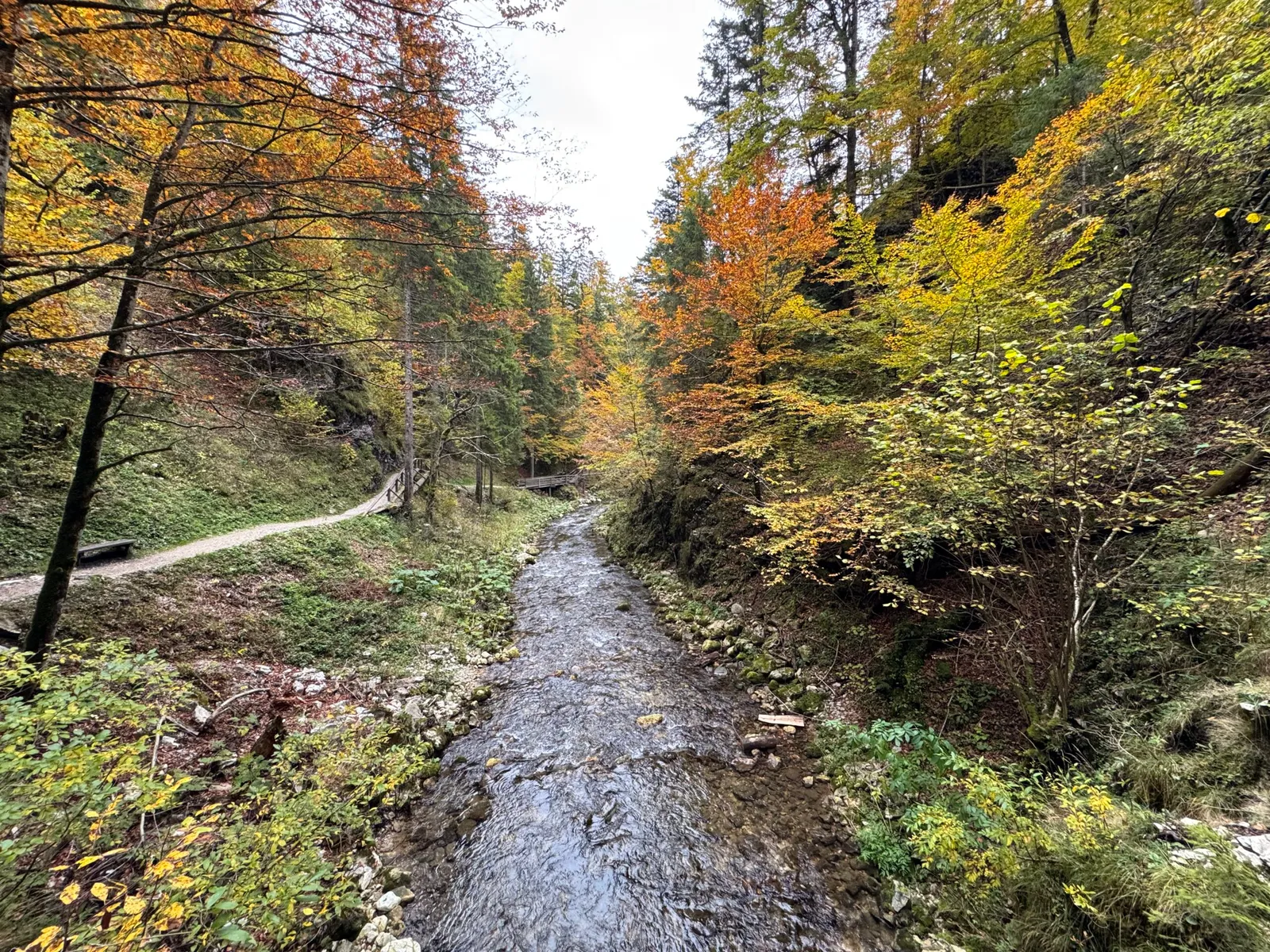 Ein Bach fließt durch einen herbstlichen Wald mit buntem Laub und einem Wanderweg am Ufer.