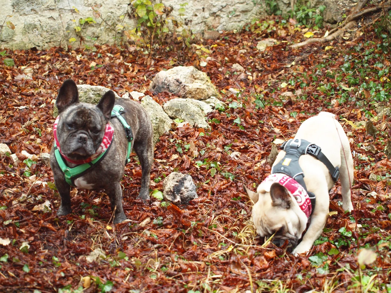 Heilige Barbara & die Bullies