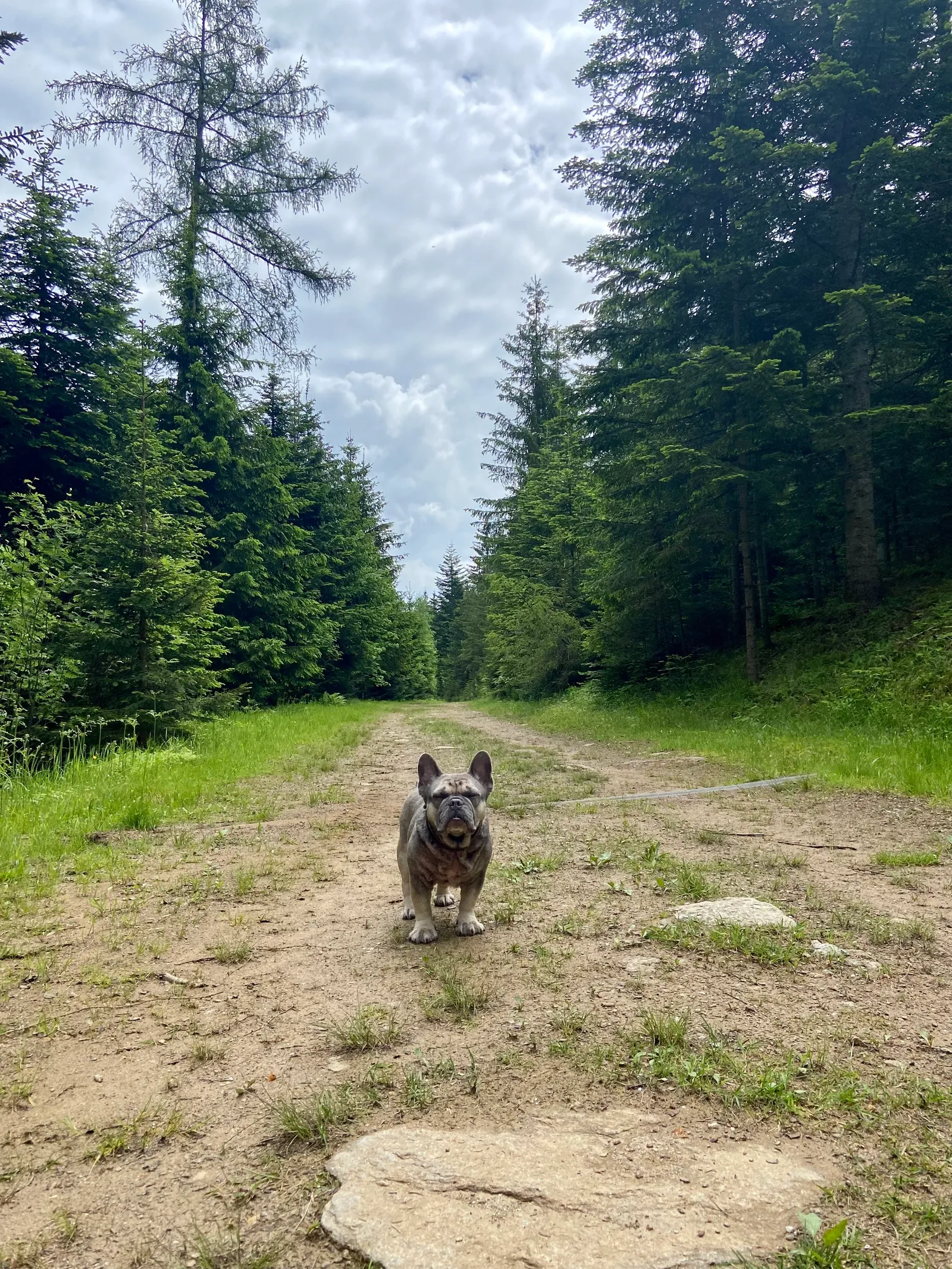 Hoiswirt Modriach Runde Archie