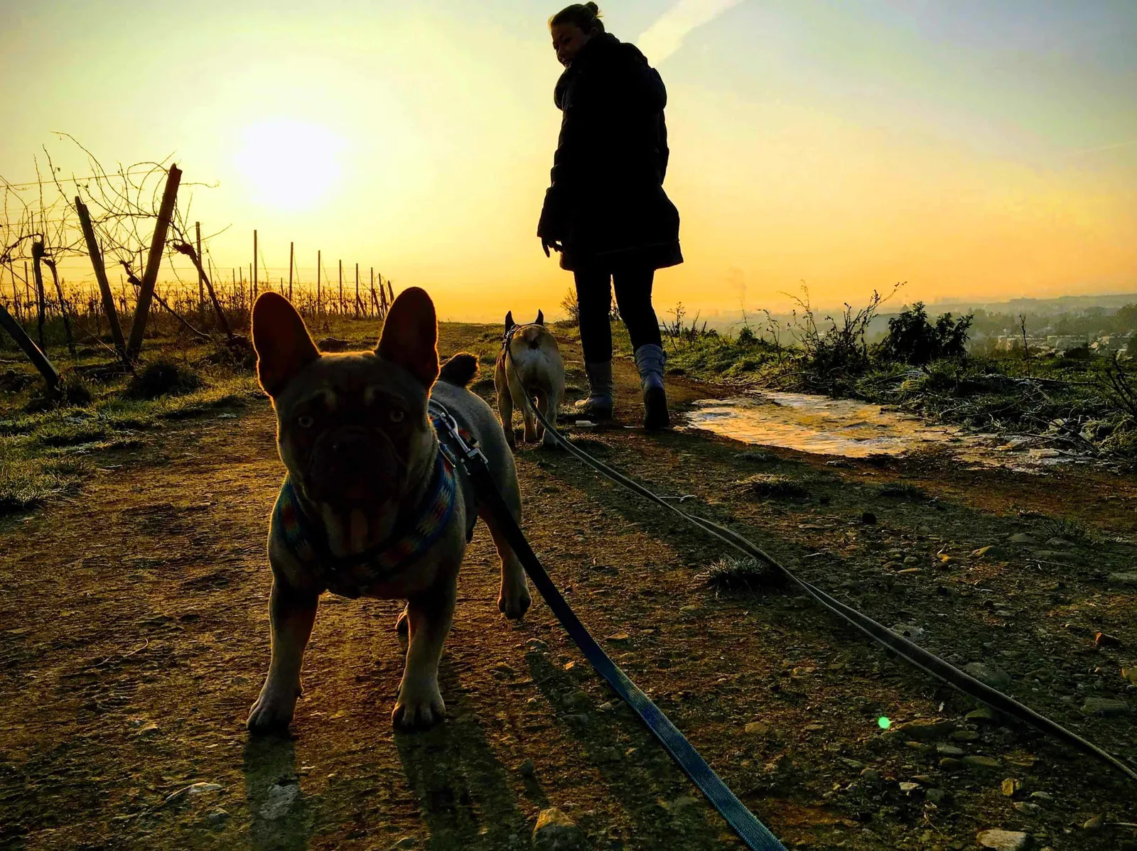 Archie, die französische Bulldogge aus dem Tierheim
