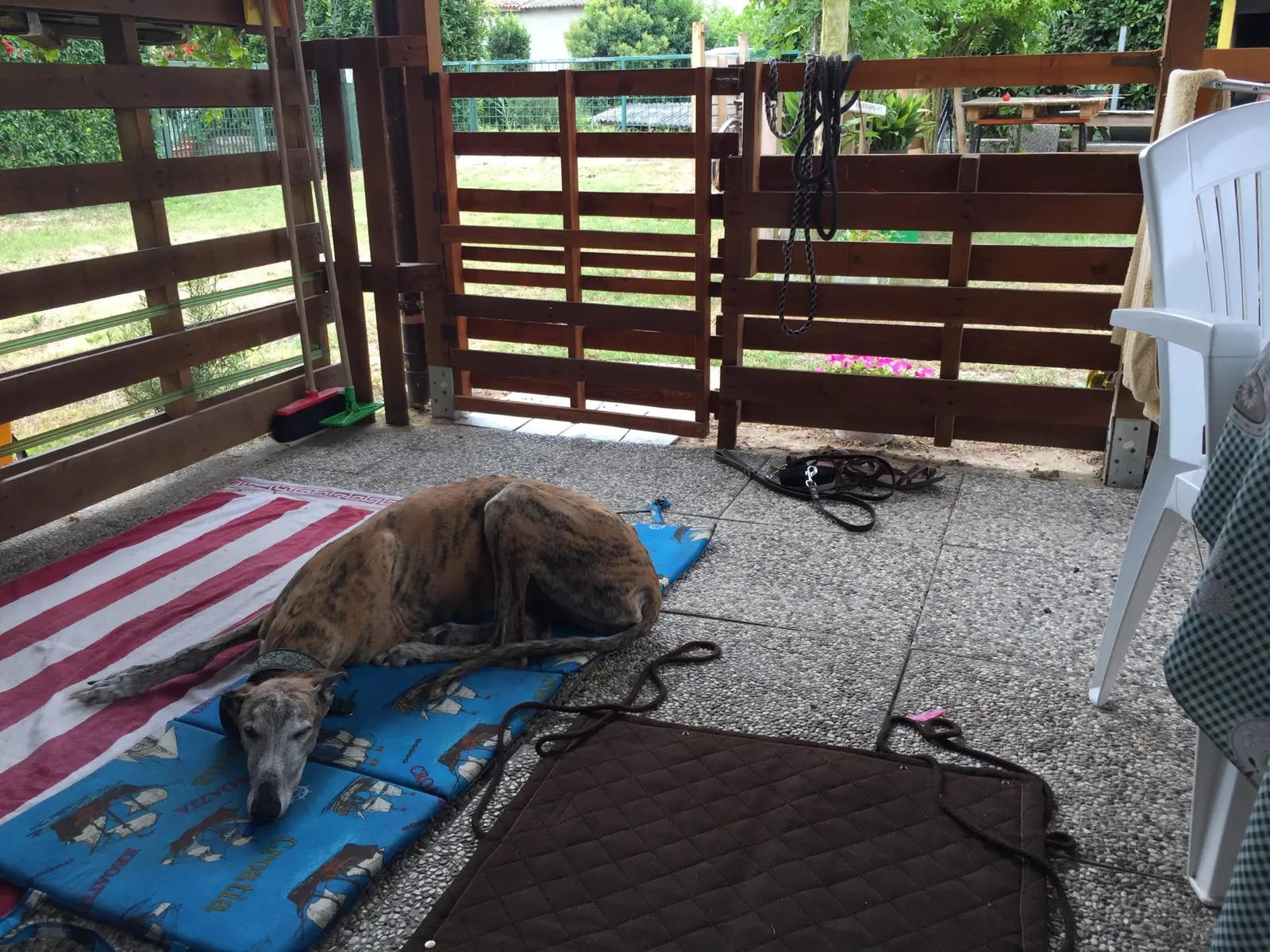 Urlaub mit Hund in Italien - Spanische Galgos in Cavallino-Treporti