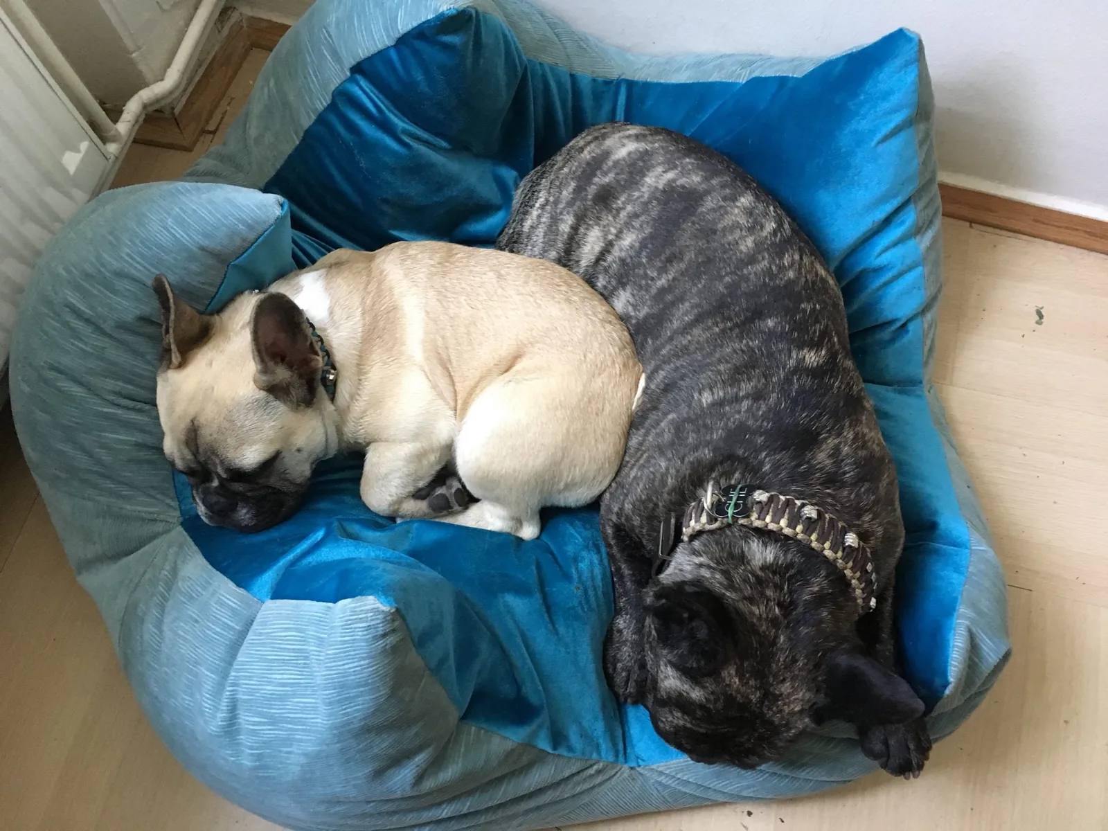 French Bulldog