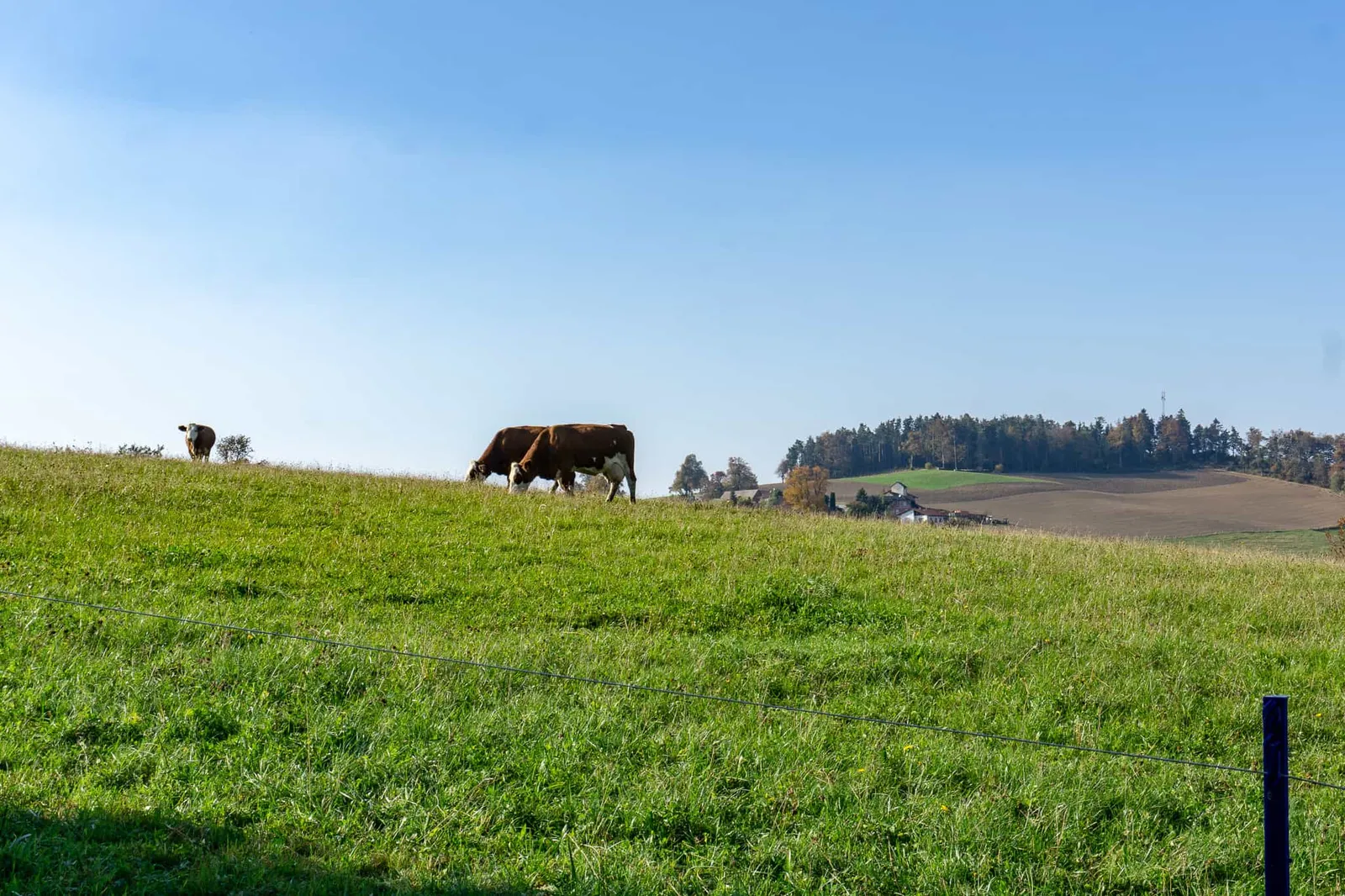 hundefreundliche Wanderung Bucklige Welt