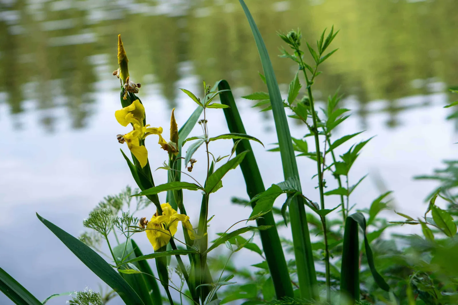 Gelbe Wasserblumen