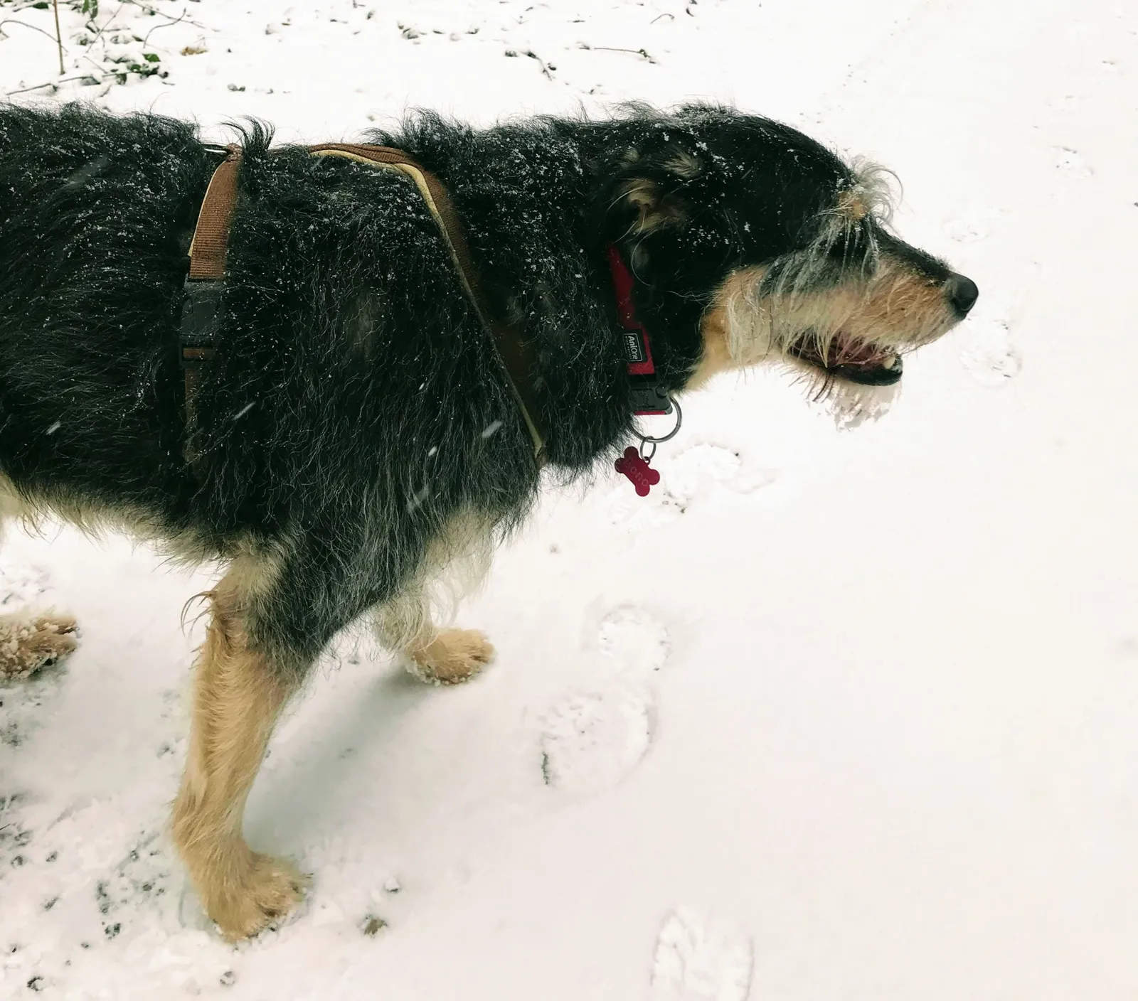 Hundewanderung