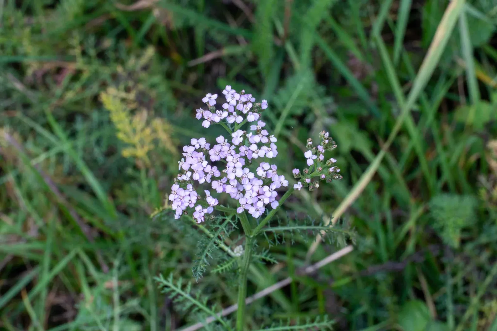 Waldviertel Zwettl Hundereise Riegersbach