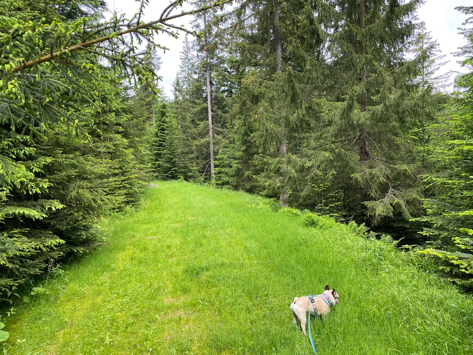 Hoiswirt Modriach Runde Murphy Weg