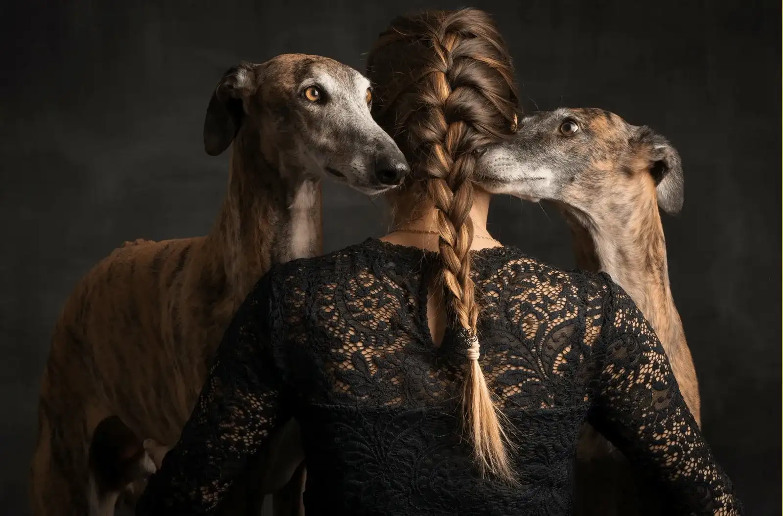 Ein Galgo aus Spanien zieht bei mir ein!