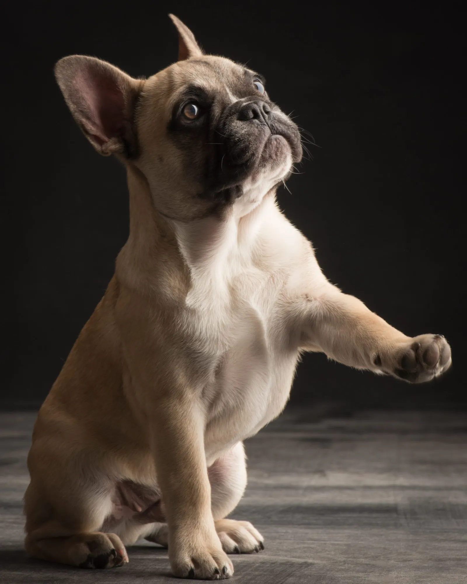 Welpe Französische Bulldogge