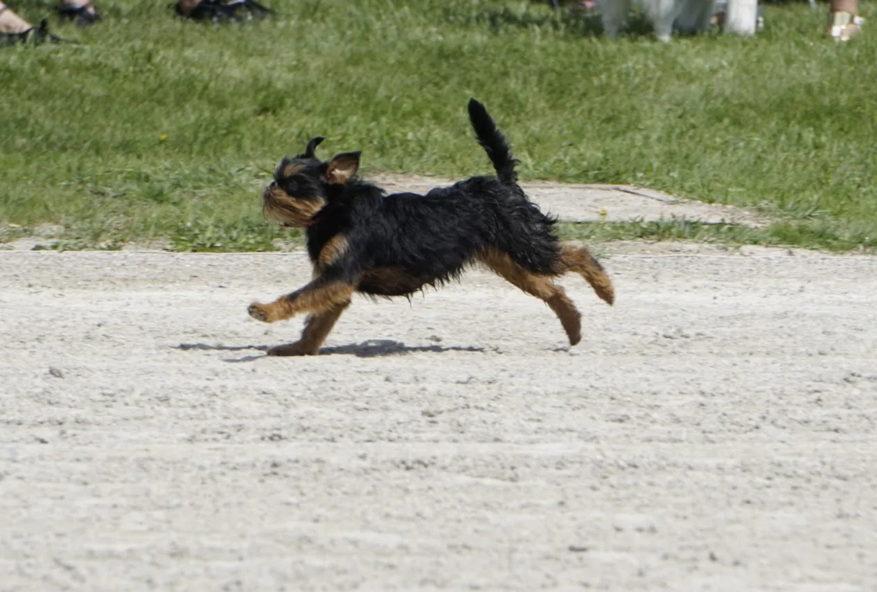 Derby