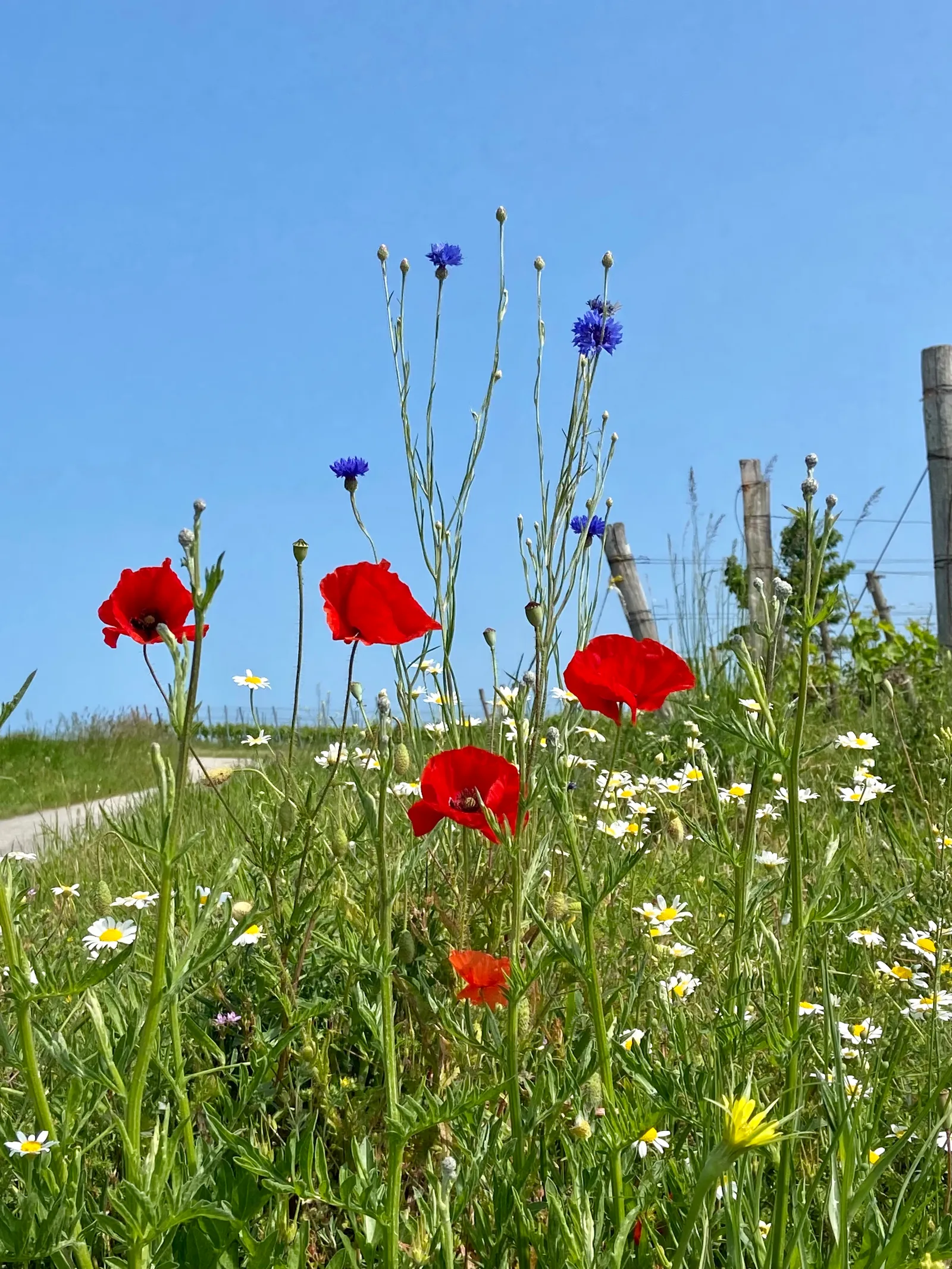 Frühlingsblumen_Oggau-Weinwanderweg