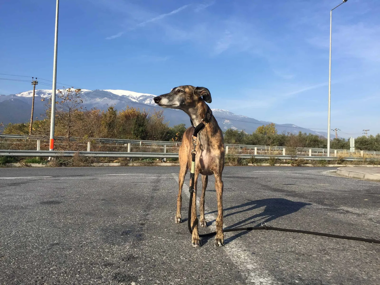 Olymp Atlas Hundereise Griechenland