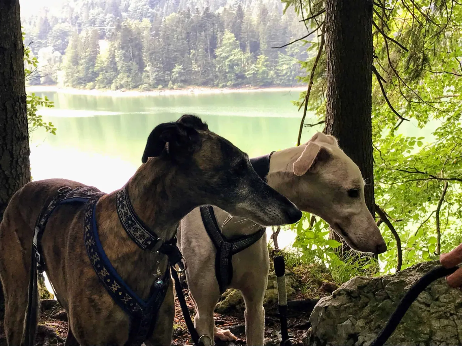 Schwarzensee Salzkammergut