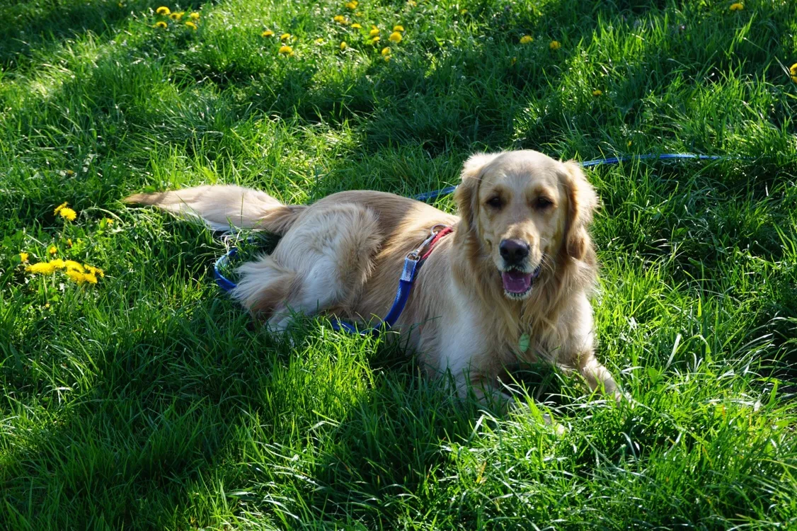 Hundeurlaub
