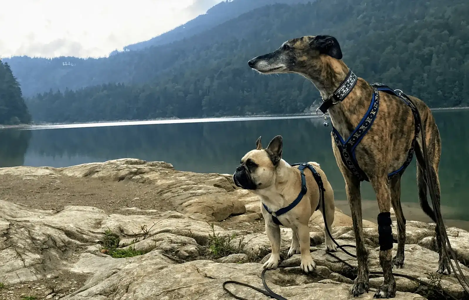 Urlaub mit Hund im Salzkammergut - Unterkunft und Wanderungen rund um Bad Ischl - Teil 2