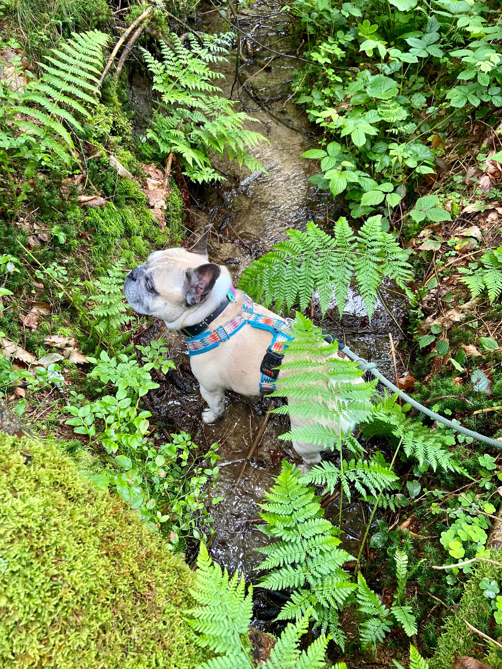 Murphy im Bach