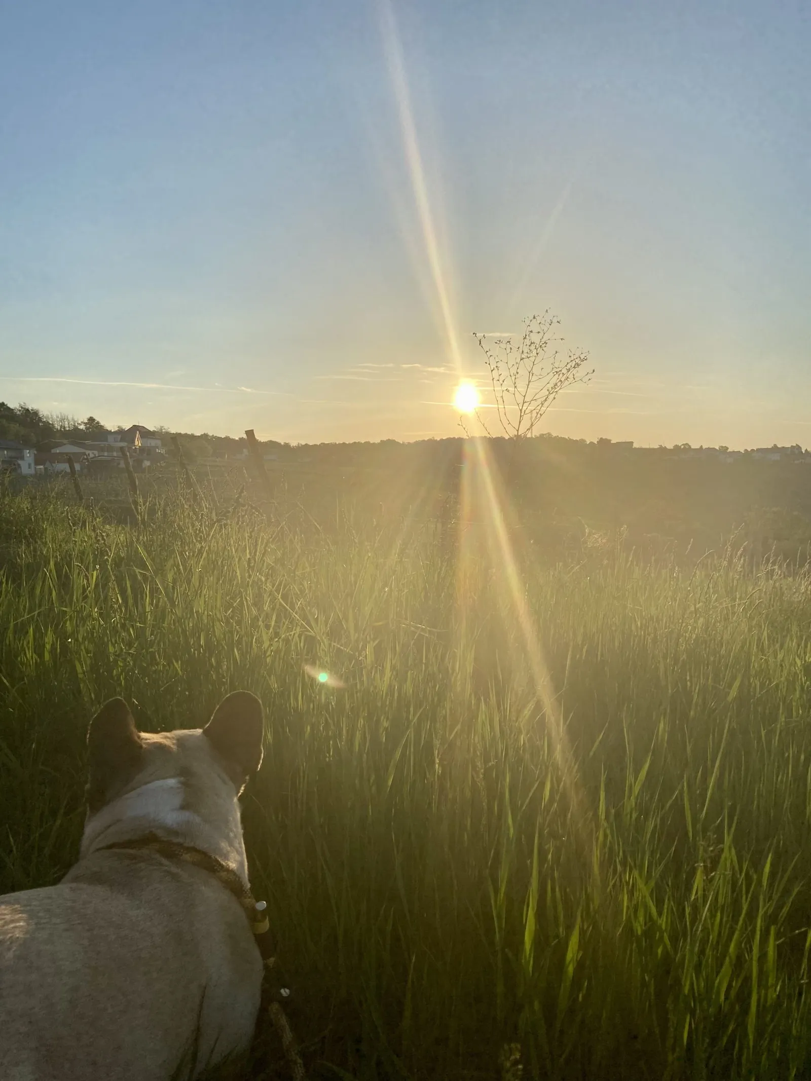 Murphy blickt der Morgensonne entgegen