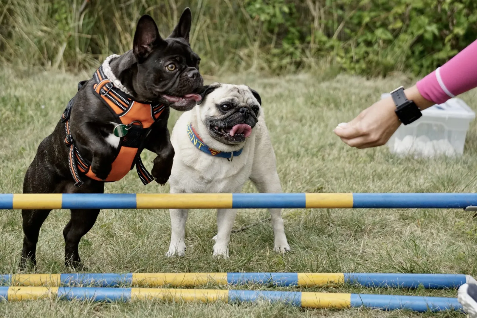 Frenchie Mops