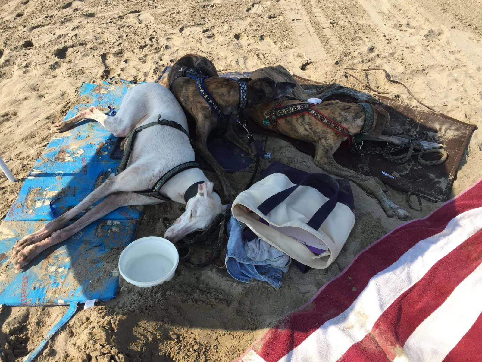 Urlaub mit Hund in Italien - Spanische Galgos in Cavallino-Treporti