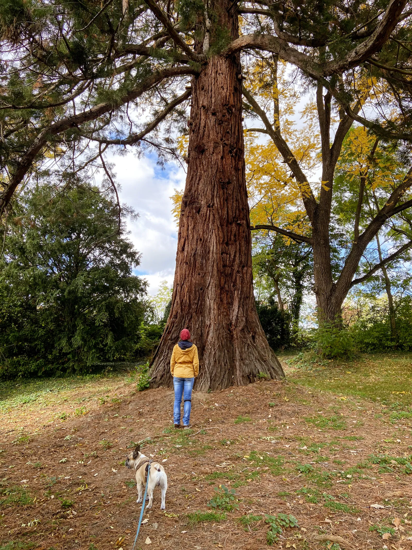 Skulpturenpark Neuhodis Burgenland alter Baum Nina Murphy