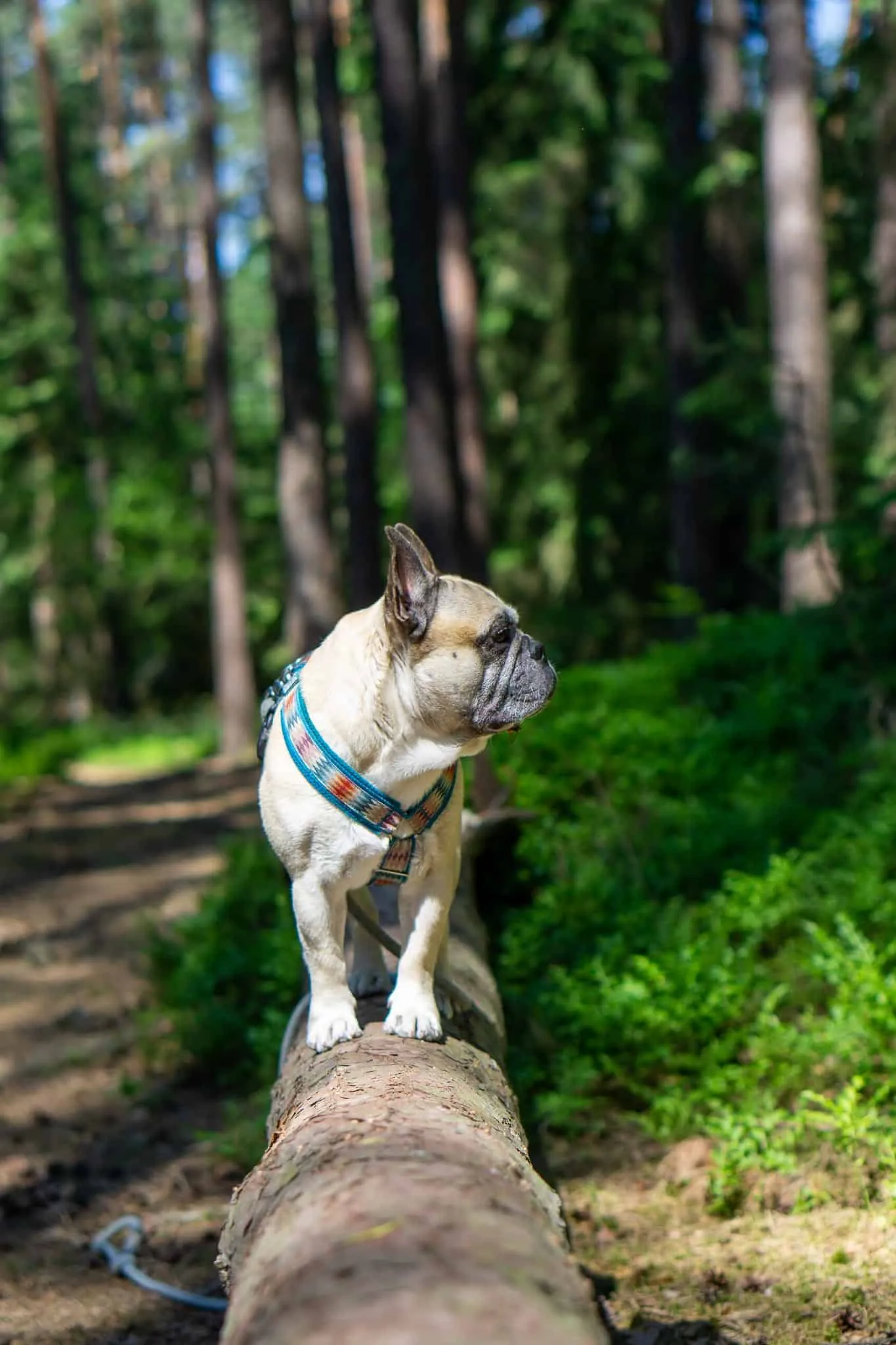 Französische Bulldogge auf Baumstamm