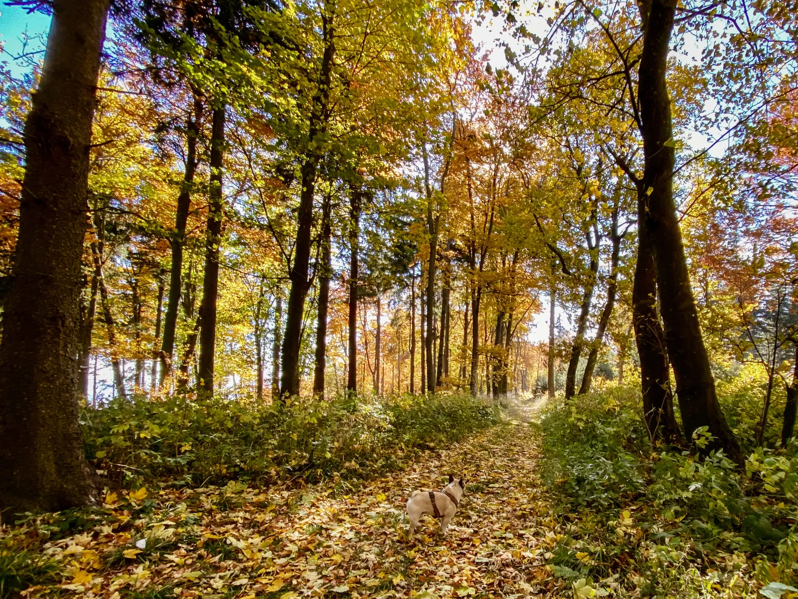 Geschriebenstein Aussichtswarte Burgenland Murphy Herbstwald