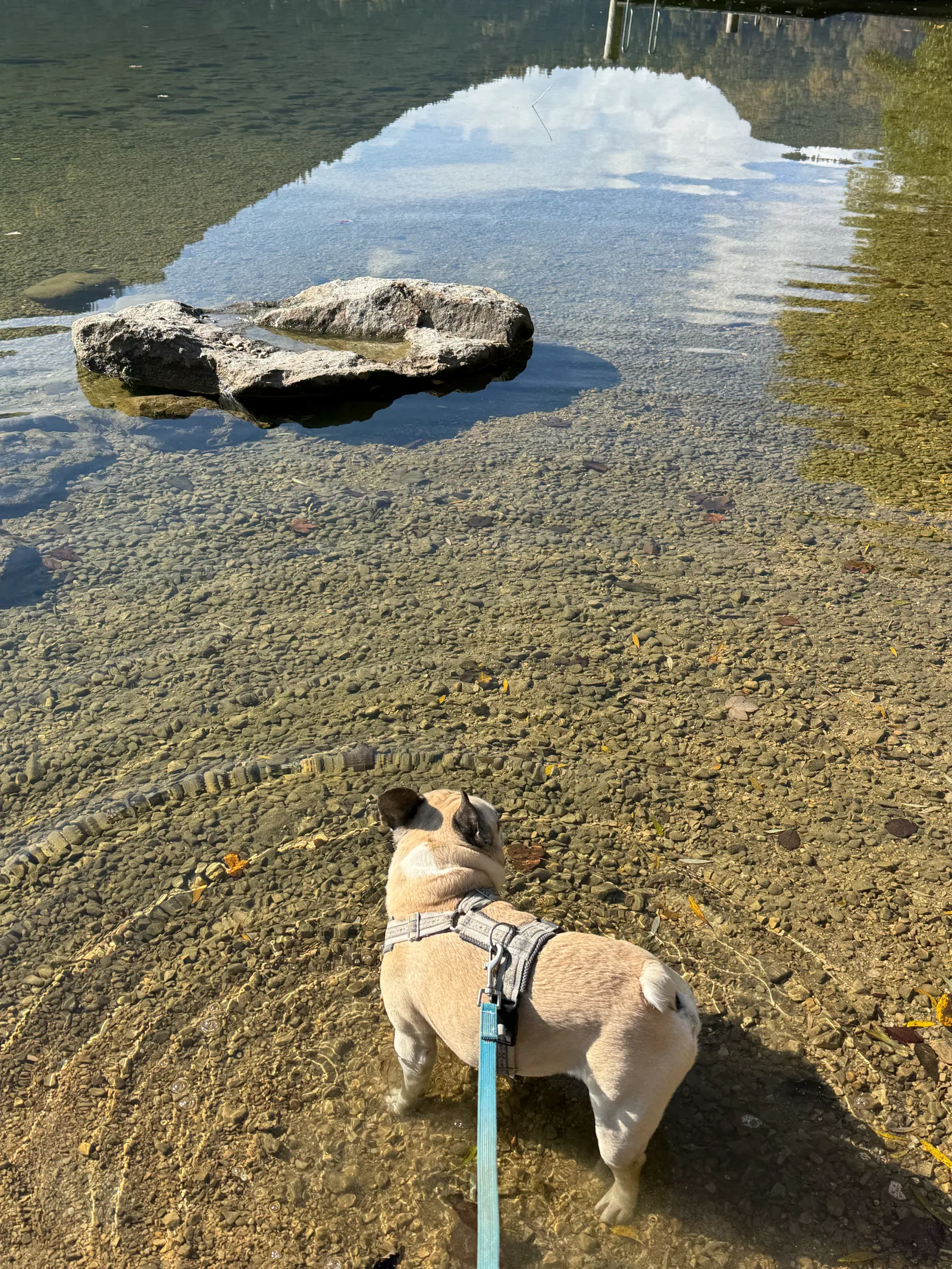 Murphy steht im flachen Wasser des Lunzer Sees und blickt auf Steine.