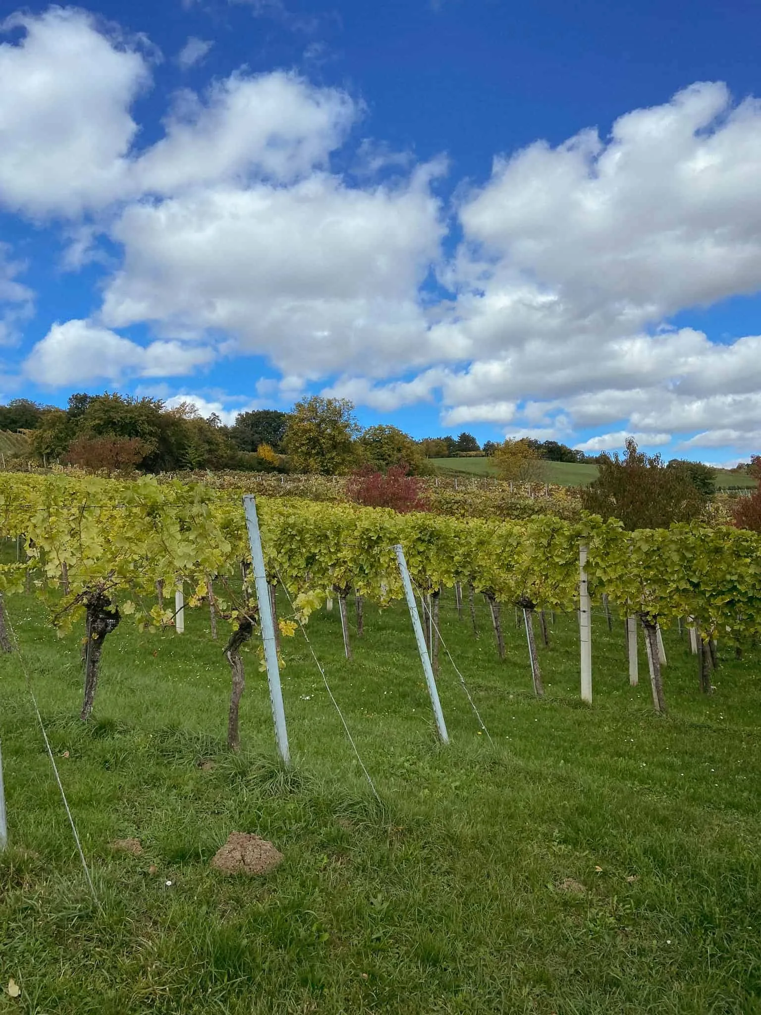 Herbstliche Weinreben in Heiligenbrunn