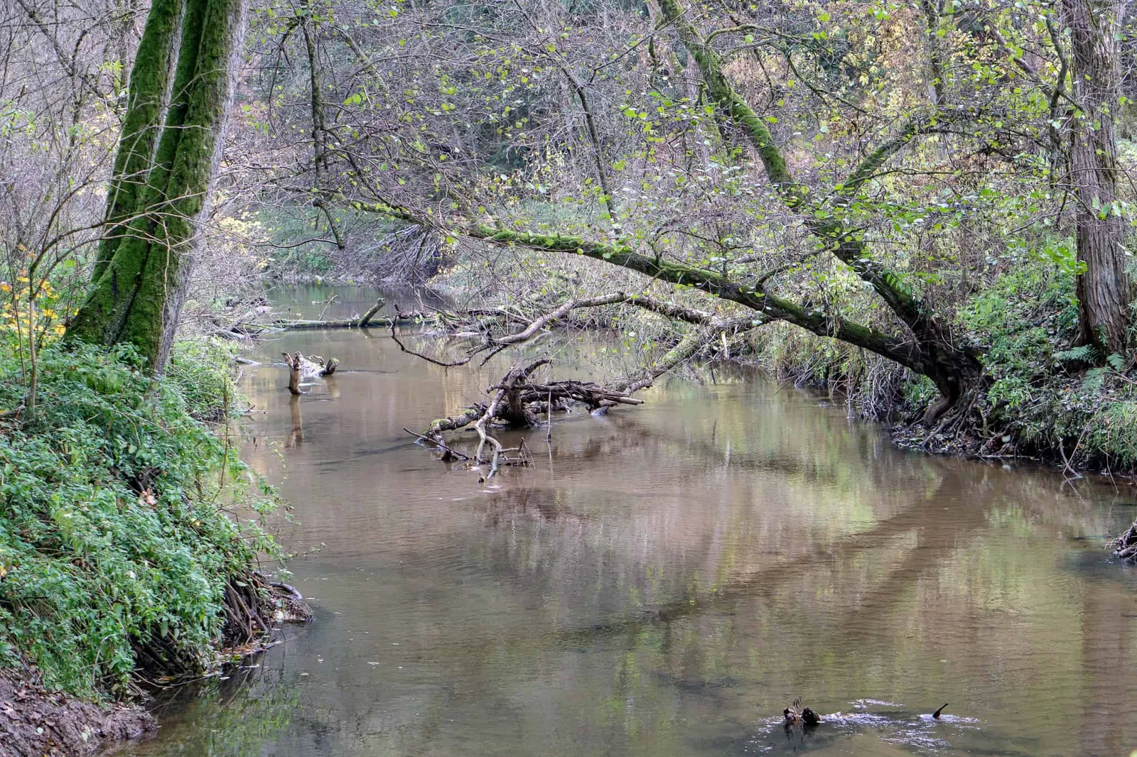 Hundereise Wandern Schwarzach Deutschland