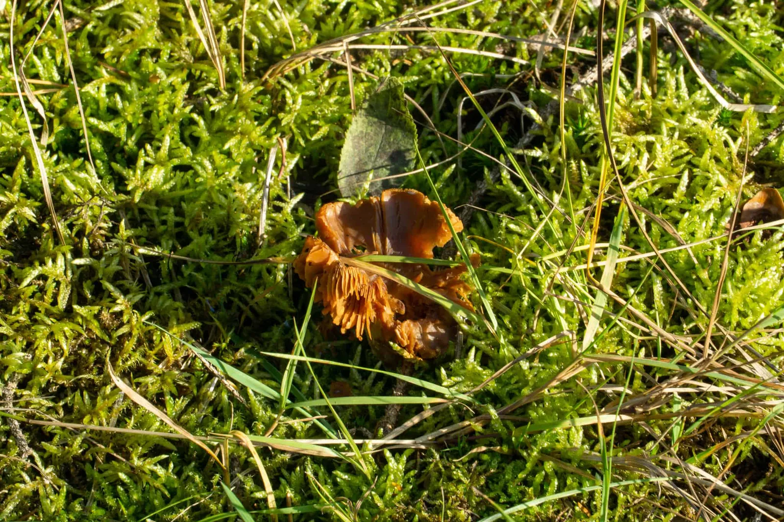 Waldviertel Zwettl Hundereise Riegersbach