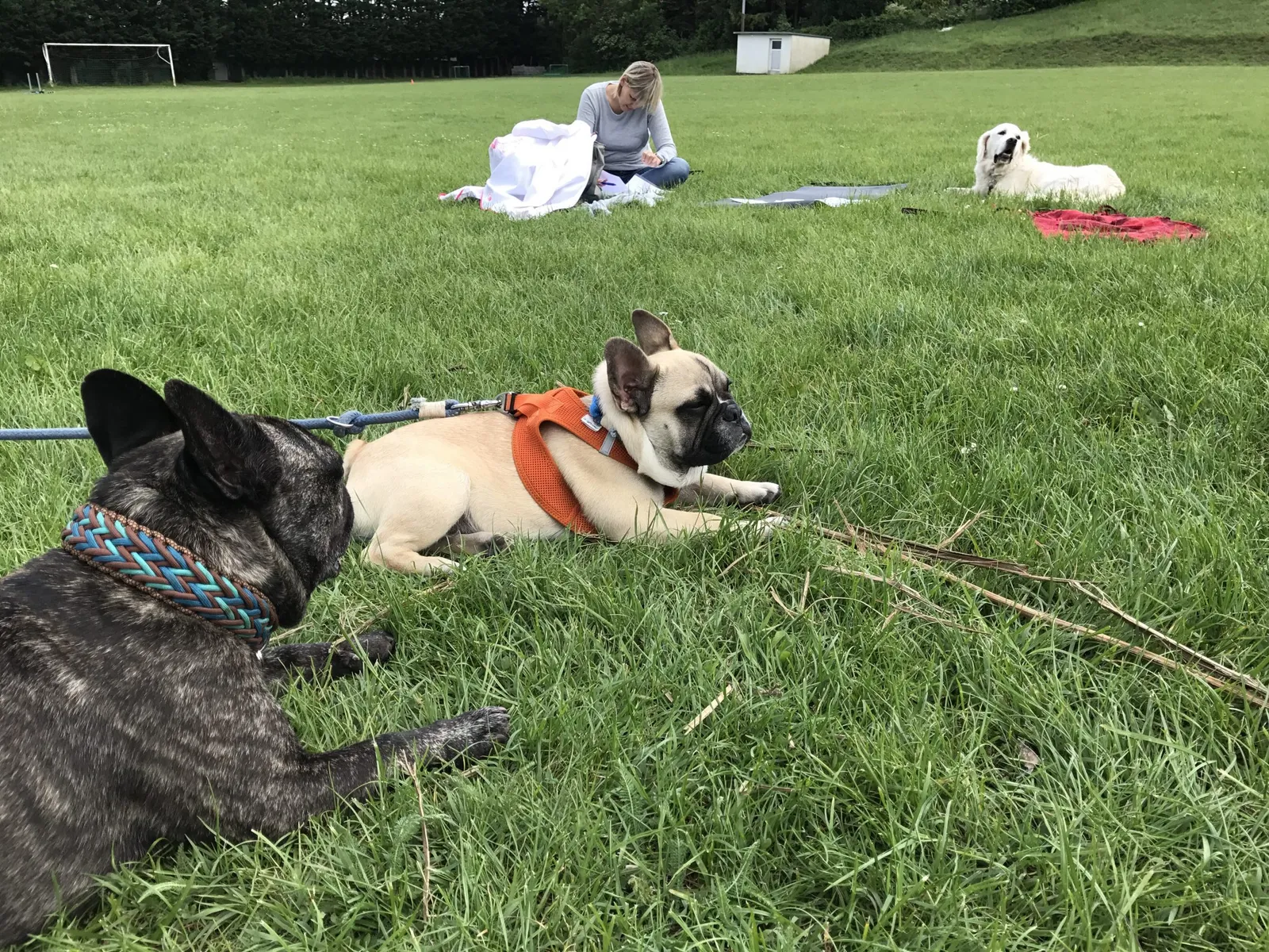 Intensiv Seminar Mensch-Hund-Beziehung