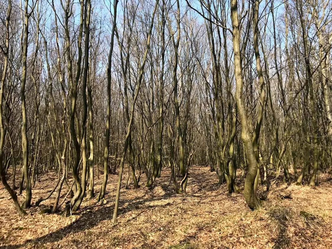 Hundefreundliche Wanderung in Donnerskirchen, Burgenland