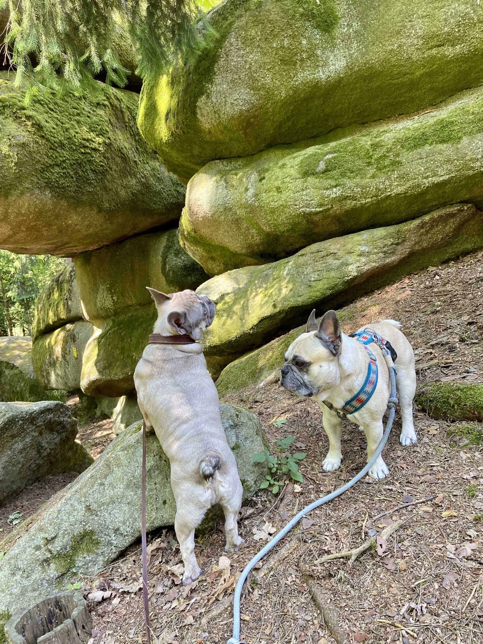 2 Hunde vor Christopherusstein