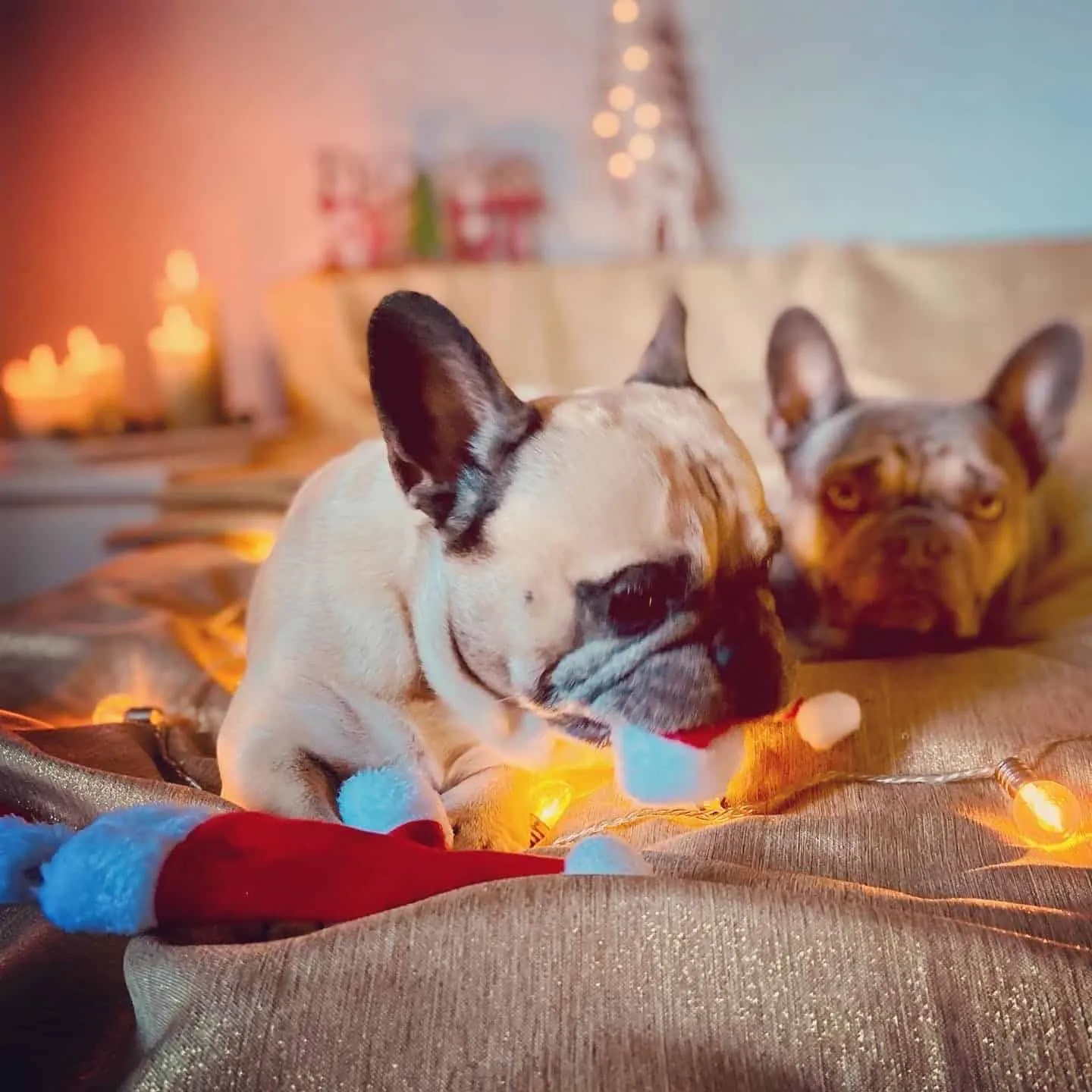 Hundereise Weihnachtshund