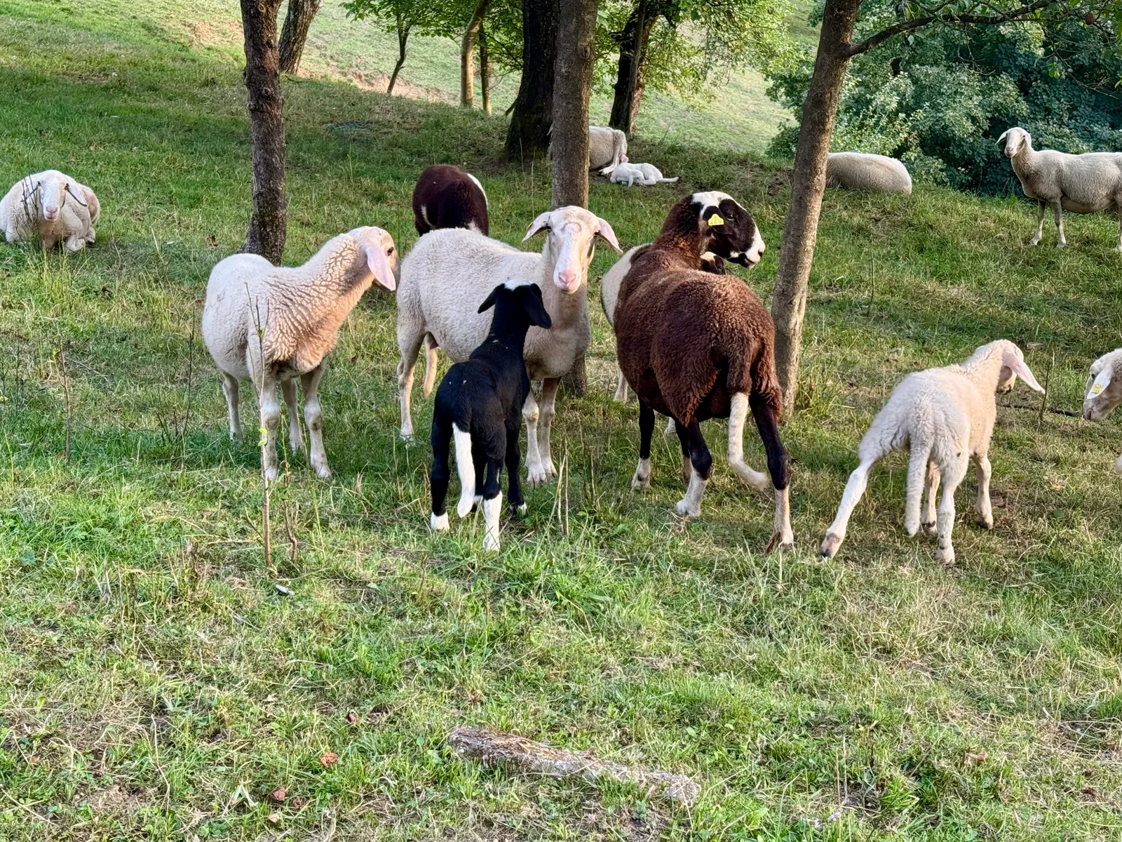 Eine Schafherde mit Lämmern in verschiedenen Farben auf einer Hangweide zwischen Bäumen.