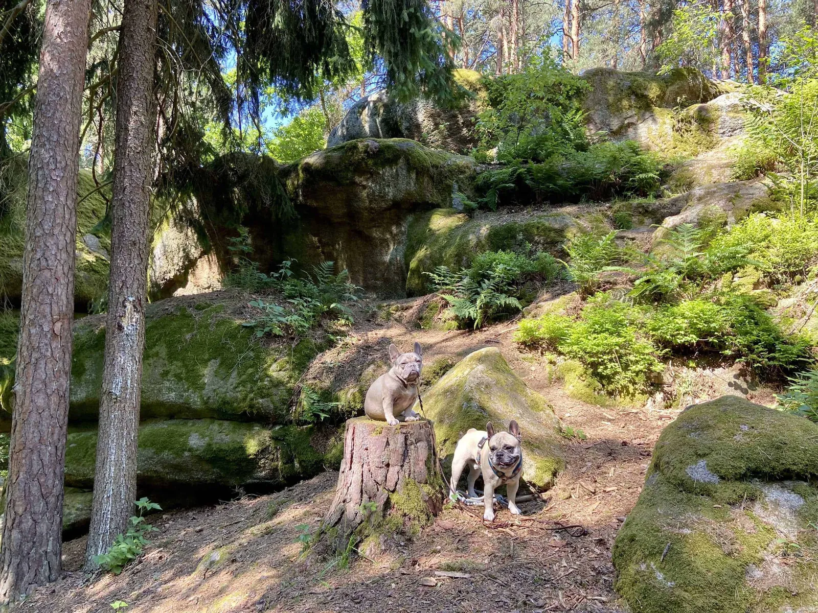 2 Hunde vor Christopherusstein