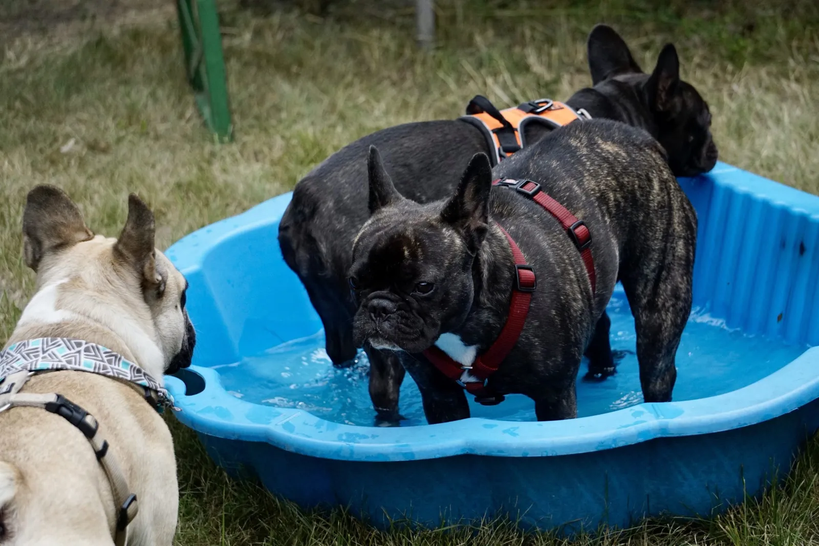 Frenchie Pool