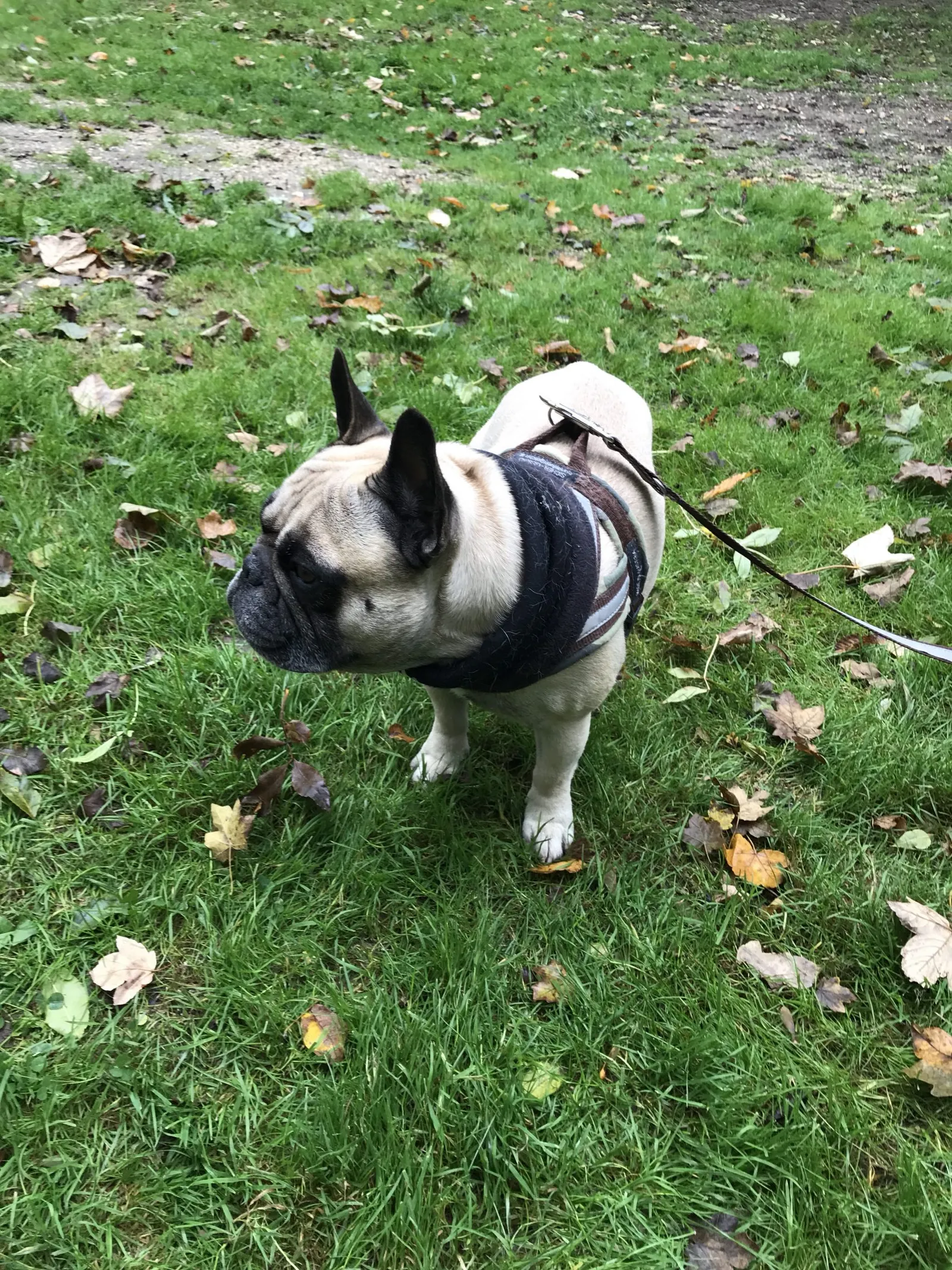 Ausflug mit Hund zu den Wölfen im Wildpark Ernstbrunn, NÖ