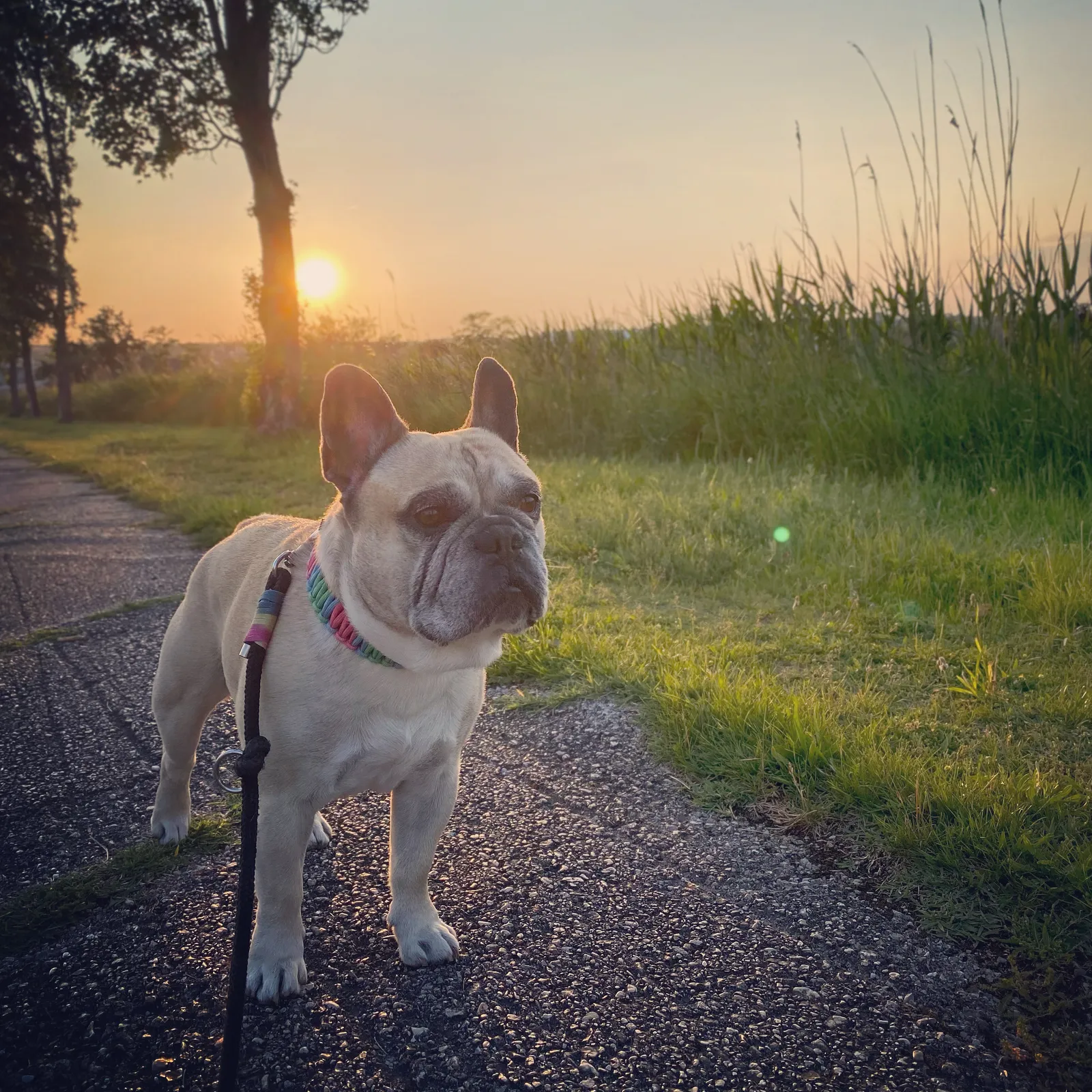 Murphy_Abendgassi_Mörbisch