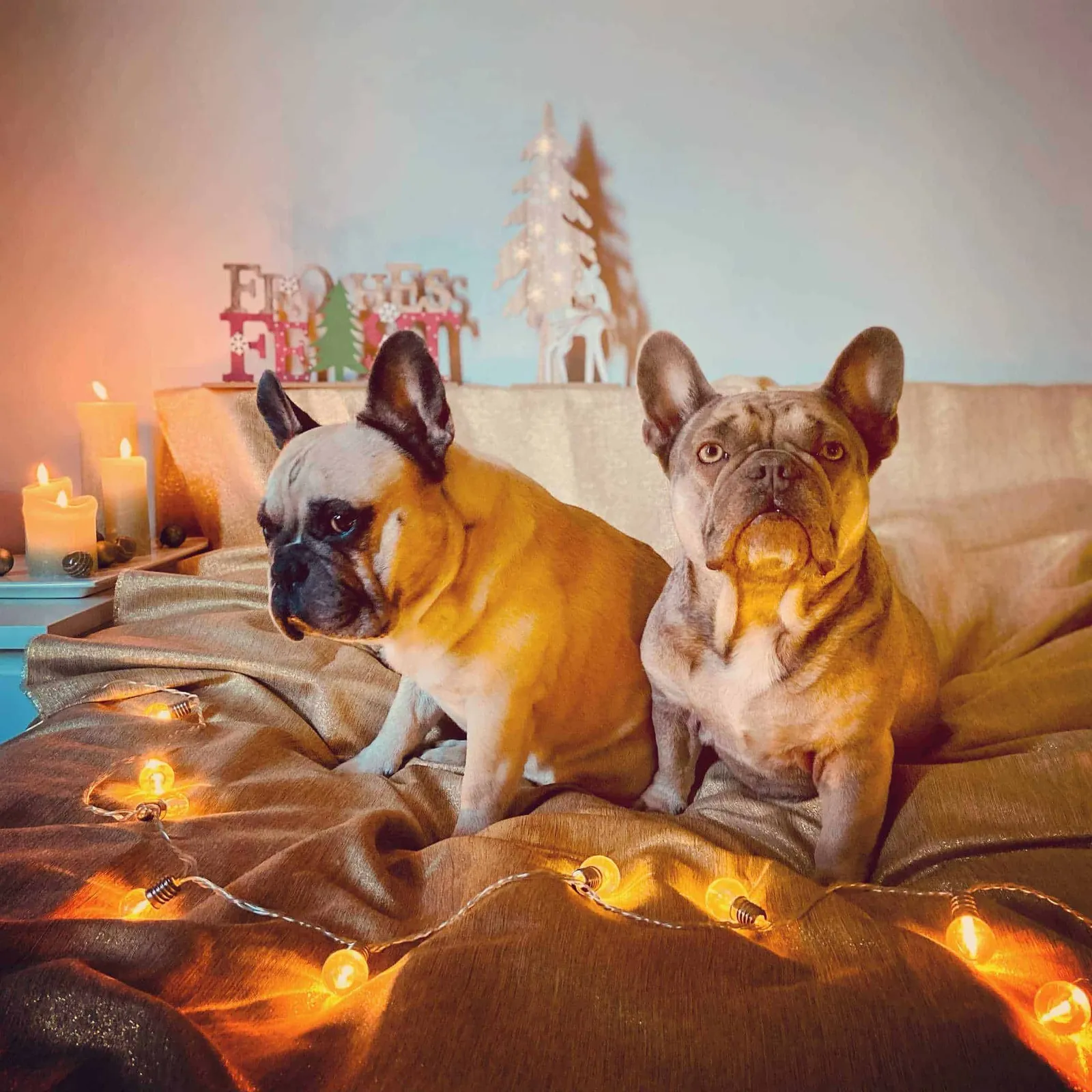 Hundereise Weihnachtshund