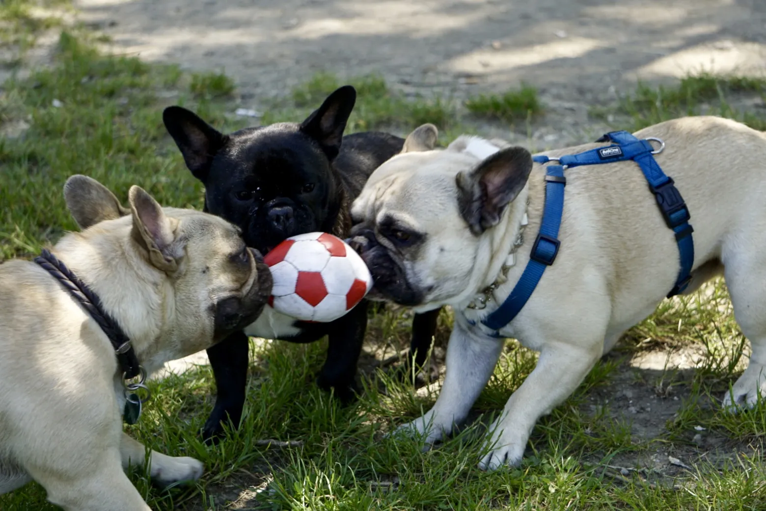 Frenchies